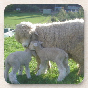 LITTLE LAMB COASTER