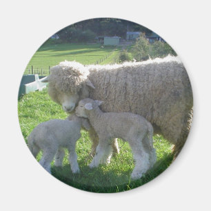 LITTLE LAMB MAGNET