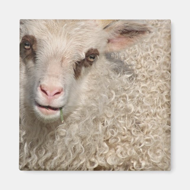Little lamb magnet (Front)