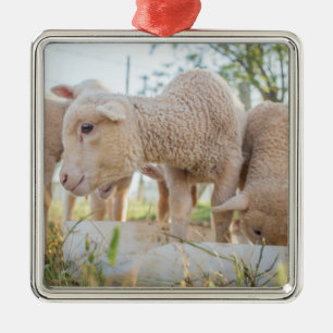 Little Lamb Metal Ornament