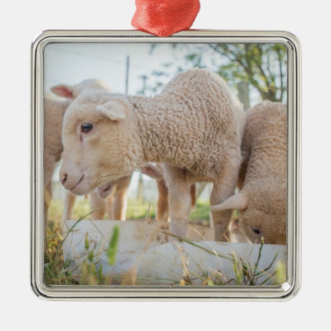 Little Lamb Metal Ornament (Front)