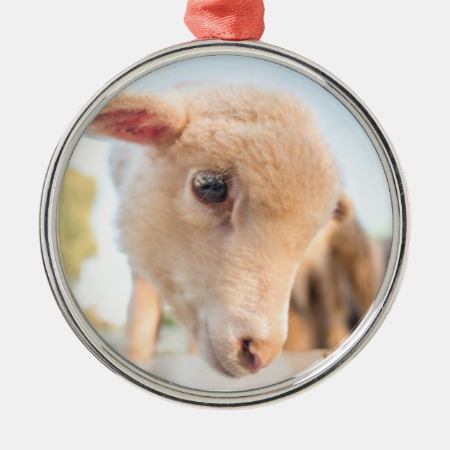 Little Lamb Metal Ornament (Front)