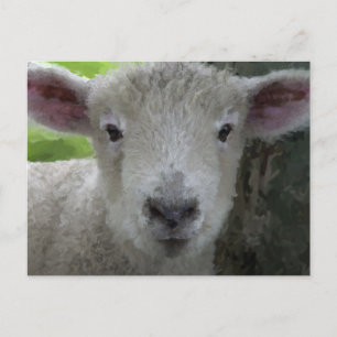 Little Lamb Postcard