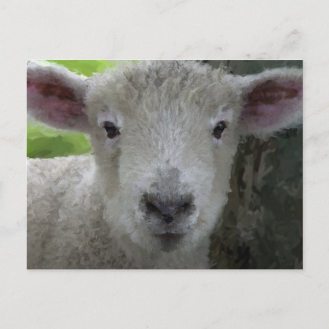 Little Lamb Postcard (Front)
