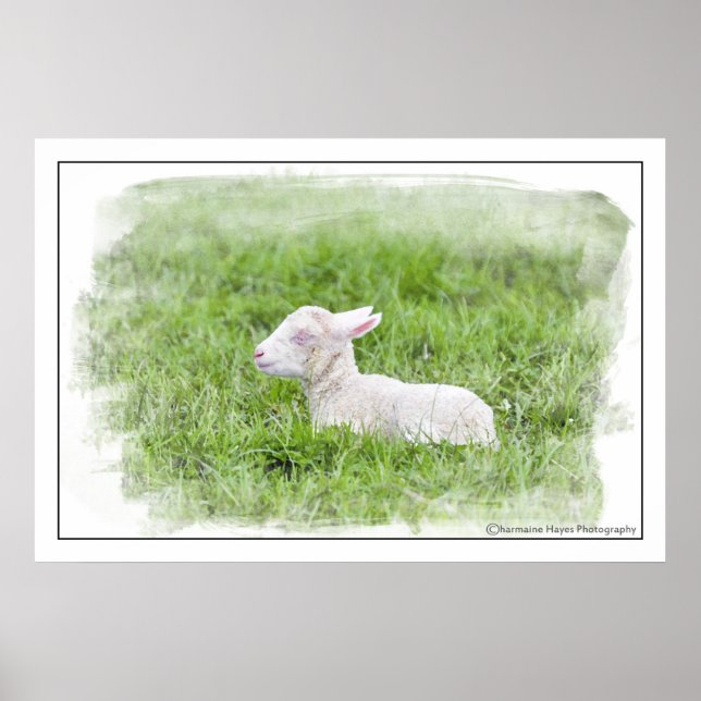 Little Lamb Watercolour Photographic Print (Front)