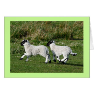 Little Lambs Playing