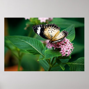 Little Leopard Wings Print