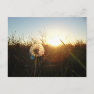 Little Lion Postcard