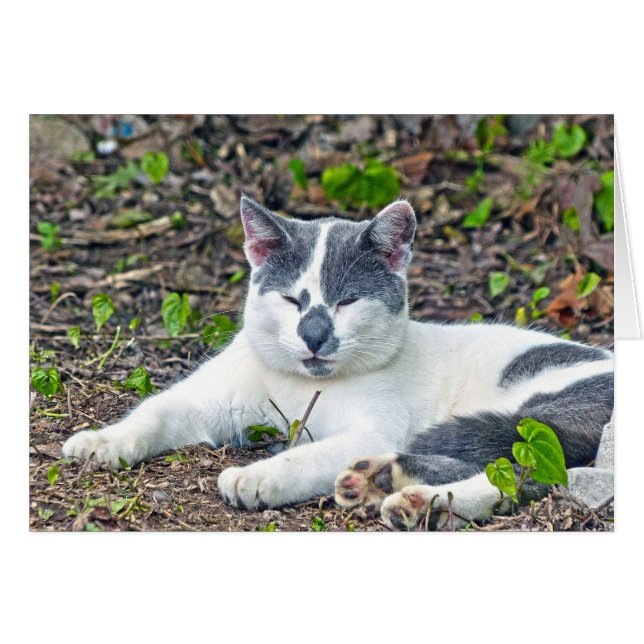 Little Mister Pants (Front Horizontal)