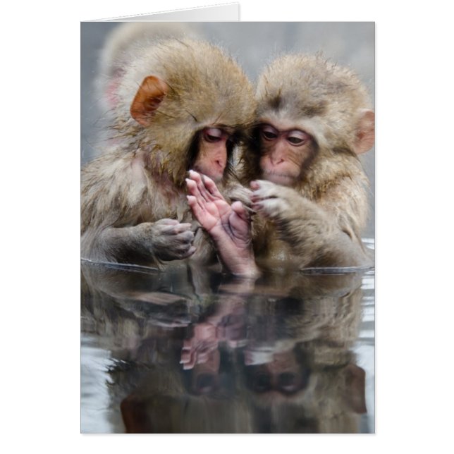 Little Monkeys | Hot Springs, Japan (Front)