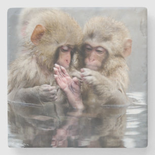 Little Monkeys Hot Springs, Japan Stone Coaster