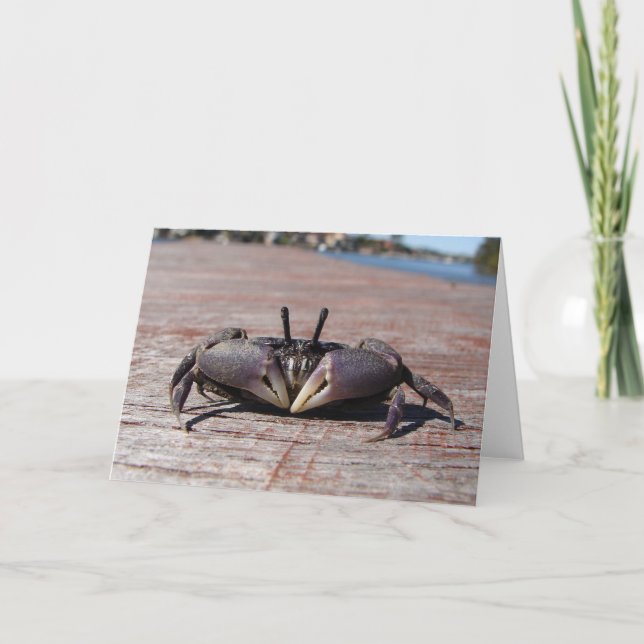 Little Mud Crab Card (Front)