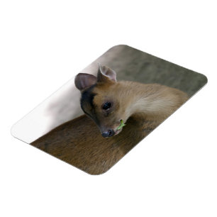 Little Muntjac Magnet