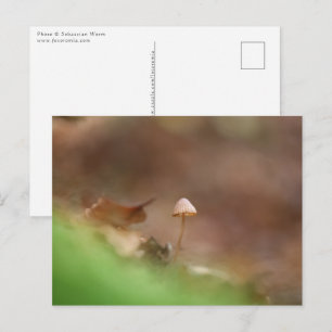 Little Mushroom Photo Postcard