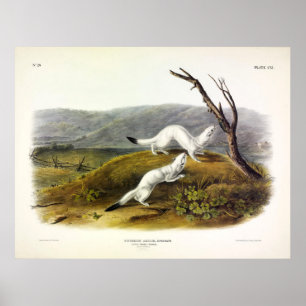 Little Nimble Weasel, Long-tailed Weasel - Audubon Poster