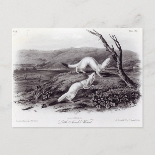 Little Nimble Weasel Postcard (Front)
