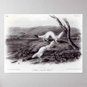 Little Nimble Weasel Poster