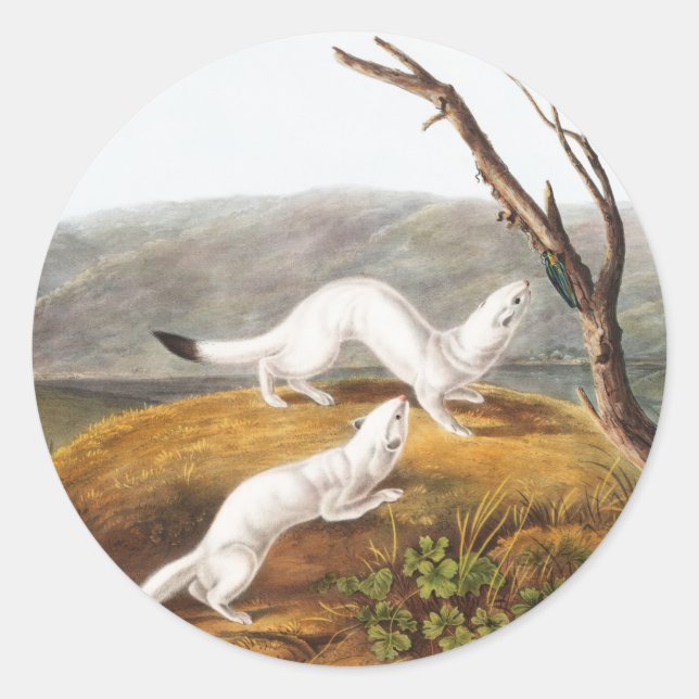 Little Nimble Weasel Putorius agilis Illustration Classic Round Sticker (Front)