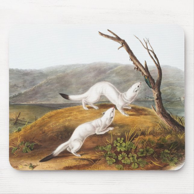 Little Nimble Weasel Putorius agilis Illustration Mouse Pad (Front)
