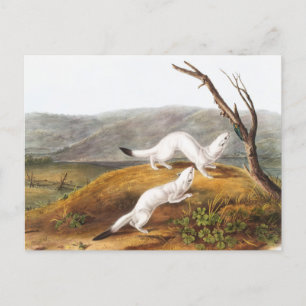 Little Nimble Weasel Putorius agilis Illustration Postcard