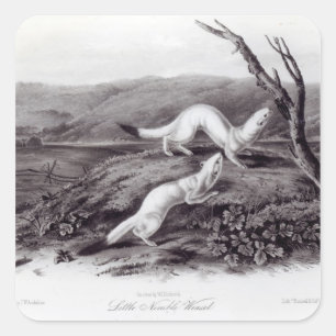 Little Nimble Weasel Square Sticker