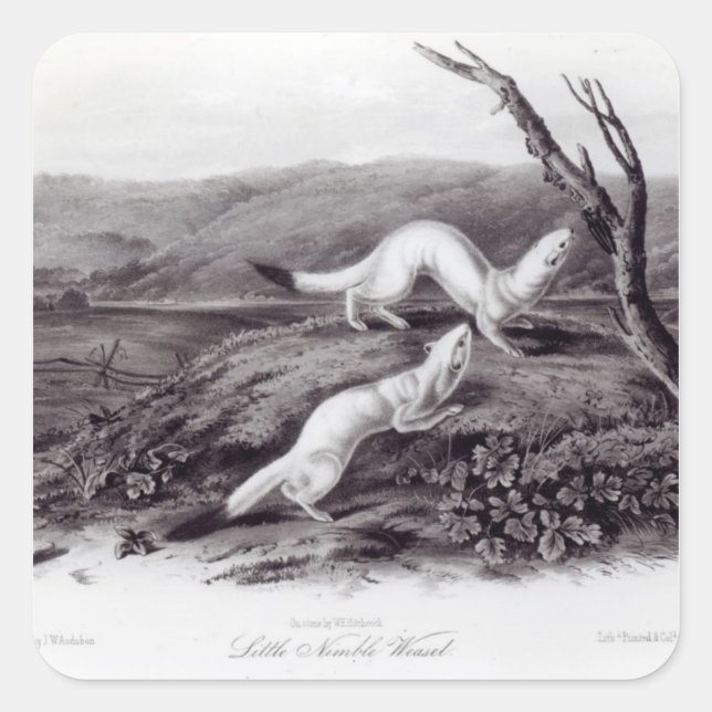 Little Nimble Weasel Square Sticker (Front)