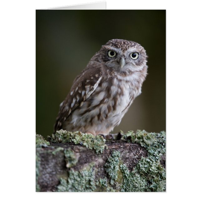 Little Owl (Devant)