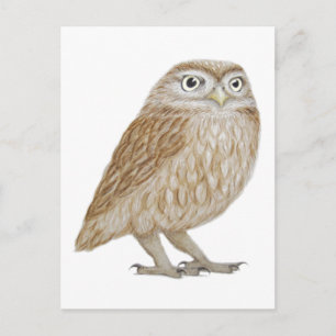 Little Owl 2011 Postcard