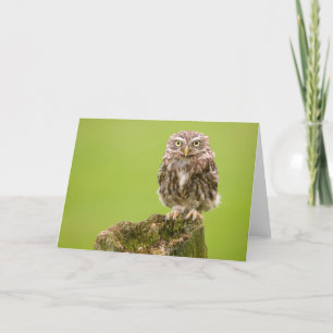 Little Owl Card by cARTerART