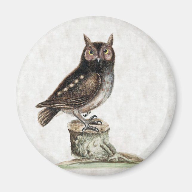 Little Owl Magnet (Front)