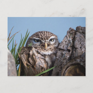 Little owl perched on at tree trunk postcard
