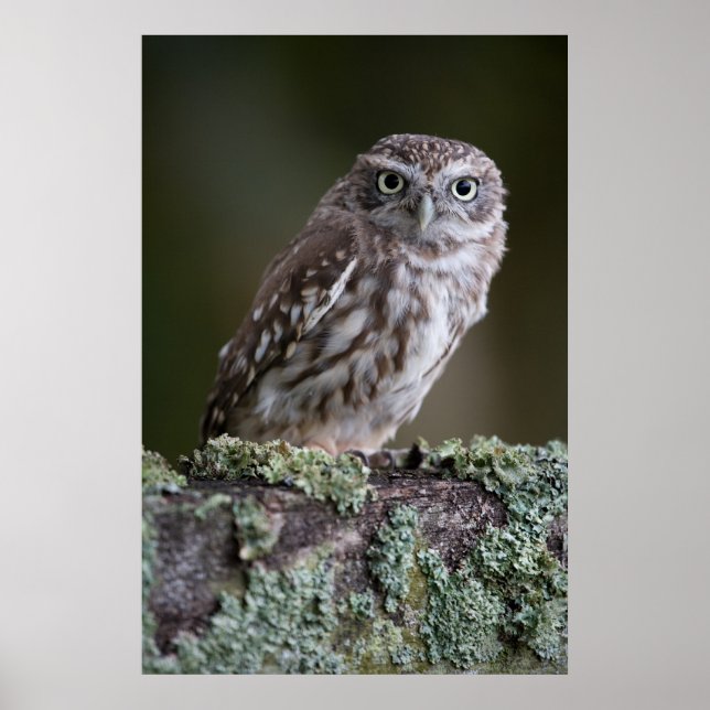 Little Owl Poster (Front)