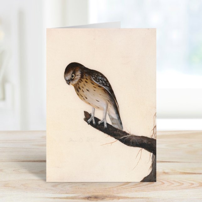 Little Owl | William Lewin Card (Creator Uploaded)