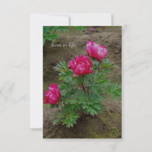 Little Peony Bush Card