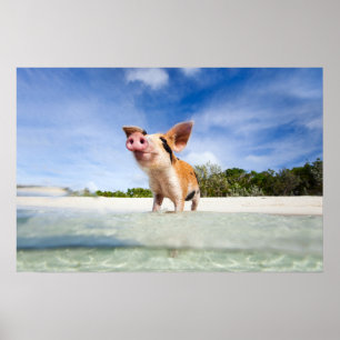 Little piglet poster