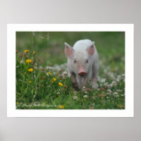 Little Piglet Walking in Flowers