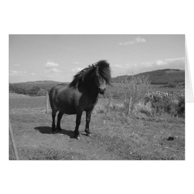 Little Pony (Front Horizontal)