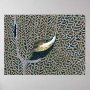 Little Puffer and Fan Coral Poster