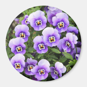 Little Purple Pansies Magnet