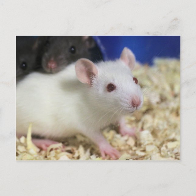 Little rat postcard (Front)