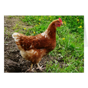 Little Red Chicken  - Free Range Egg Layer