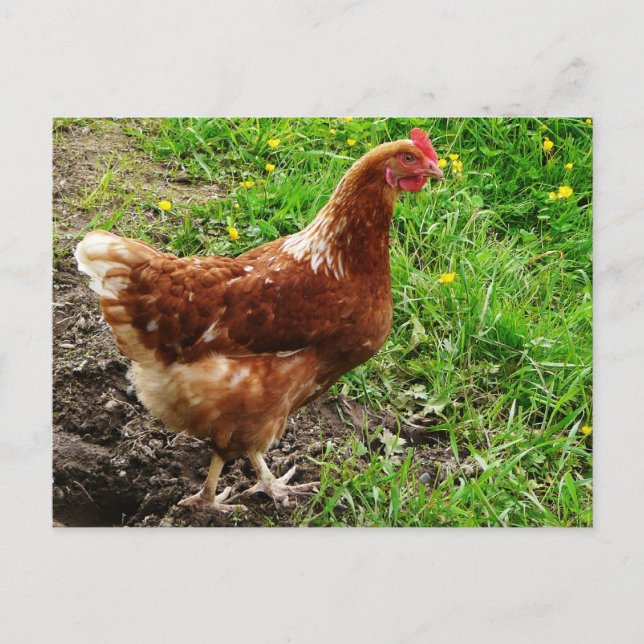 Little Red Chicken  - Free Range Egg Layer Postcard (Front)