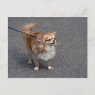 Little Redhead Postcard