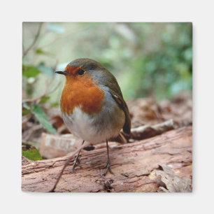 Little Robin Magnet