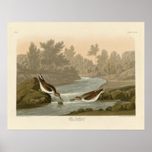 Little Sandpiper from Audubon's Birds of America Poster