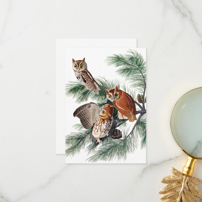 Little Screech Owl by John James Audubon Thank You Card (Front/Back In Situ)