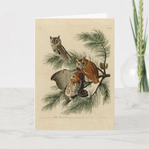 Little Screech Owl from Audubon's Birds of America Card