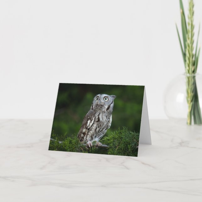 Little Screech Owl note card (Front)