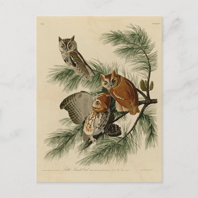 Little Screech Owl Postcard (Front)