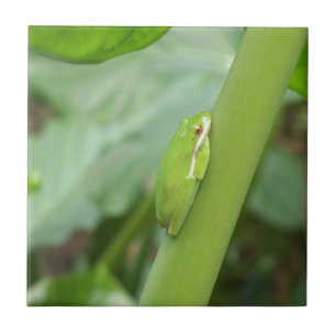 little sleepy green tree frog tile